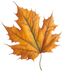 Watercolor autumn leaf.