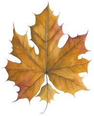 Fototapeta premium Watercolor autumn leaf.