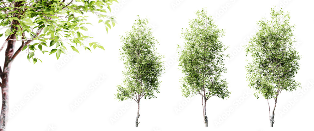 Fototapete cherry trees isolated on transparent background and selective focus close-up. 3d render.