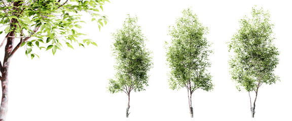 Cherry trees isolated on transparent background and selective focus close-up. 3D render.
