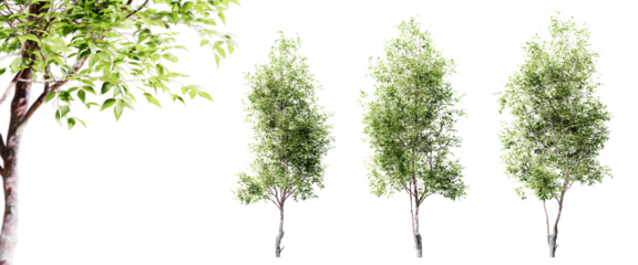 Cherry trees isolated on transparent background and selective focus close-up. 3D render.