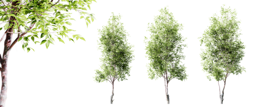 Cherry trees isolated on transparent background and selective focus close-up. 3D render.