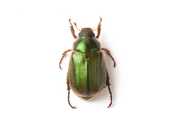 Coleoptera green scarabaeidae beetle isolated white background