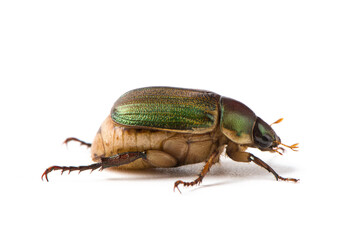 Coleoptera green scarabaeidae beetle isolated white background