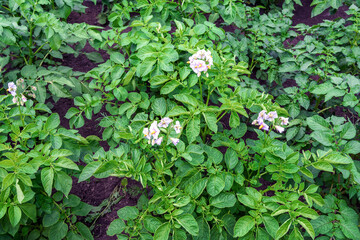 Fototapeta na wymiar Blooming potatoes in the garden bed. Agriculture and horticulture