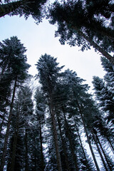 Treetops in winter