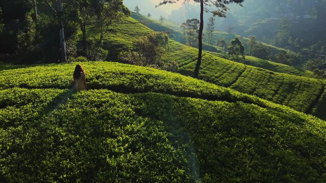 Nature's Embrace: Aerial View of a Green Tea Terrace in Sri Lanka