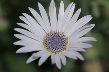 アークトチスグランディス