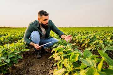 Portrait of farmer who is cultivating soybean. He is examining the progress of plants. Agricultural...