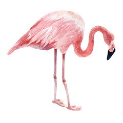 Flamingo on a white background. Watercolor illustration.