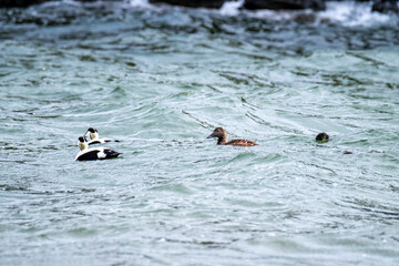 Common Eiders family training their ducklings on the Atlantic Ocean