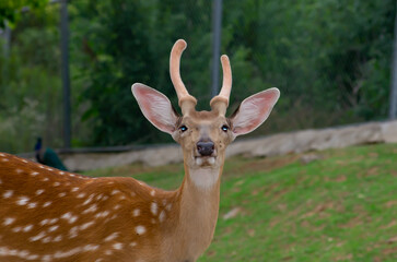 Naklejka na ściany i meble Close up of sika deer