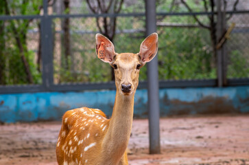 Close up of sika deer