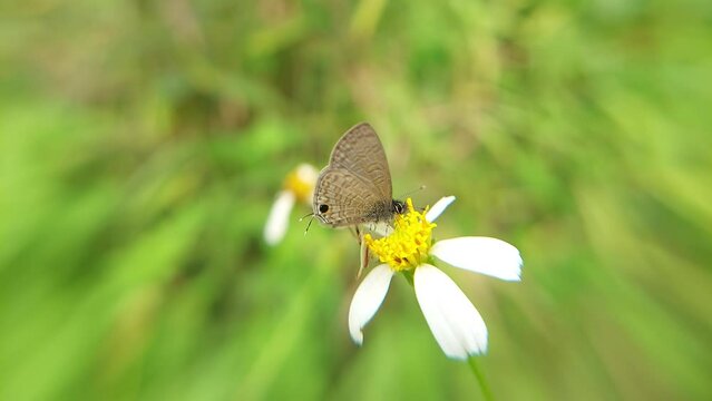 Prosotas is a genus of butterflies in the family Lycaenidae erected by Hamilton Herbert Druce in 1891. 