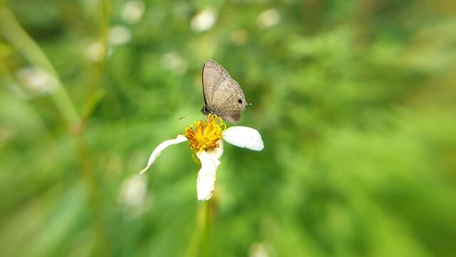 Prosotas is a genus of butterflies in the family Lycaenidae erected by Hamilton Herbert Druce in 1891. 