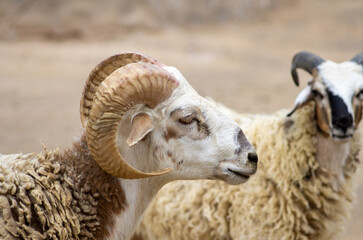 Close-up of argali in the zoo