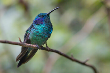 Violet-eared Hummingbird (Colibri thalassinus), resting on a branch in Monteverde, Costa Rica.