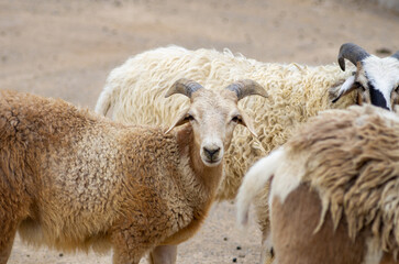Obraz premium Close-up of argali in the zoo