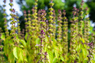 A Closeup top shot of basil plant also called Tulsi plant leaves. New flowers and seeds emerging This plant is considered holy in Hindu Religion.