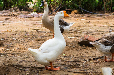 A duck walking around at a field