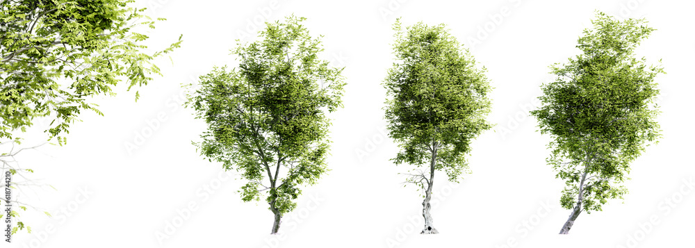 Poster fiddlewood trees isolated on transparent background and selective focus close-up. 3d render.