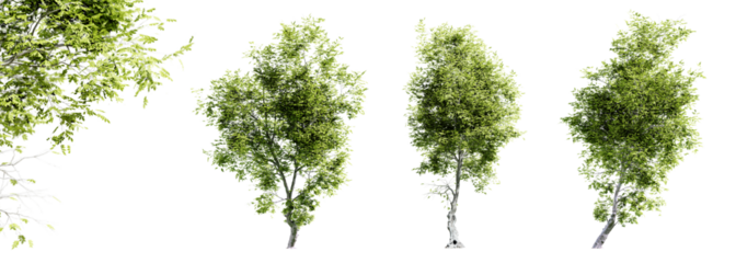 Fiddlewood trees isolated on transparent background and selective focus close-up. 3D render.