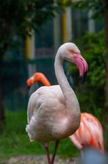 Close up of flamingo in the zoo