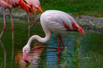 Close up of flamingo in the zoo