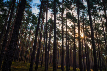 Fototapeta na wymiar Wald - Sonnenstrahlen - Beautiful - Rays - Sunlight - Forest - Green - Silent - Summer - Morning - Landscape - Scenic - Woodland - Nature - Concept - Ecology - Environment