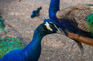 Fototapeta premium Close up of a peacock head staring at camera