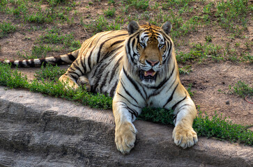 Tiger lying down in field