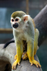 Close up of Squirrel Monkey