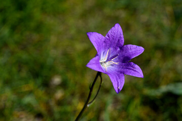 Blue flowers of Campanula altaica. Little blue flowers. Wild flowers.