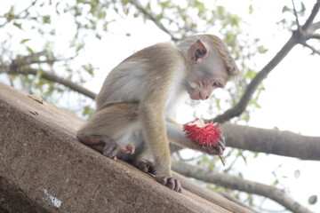 monkey sitting on a branch