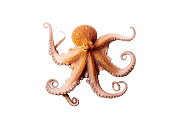 Fototapeta na wymiar Octopus. Transparent background. generative AI