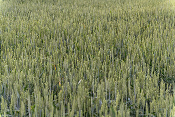 Tiny flowers of wheat sown in the field.
