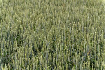 Tiny flowers of wheat sown in the field.