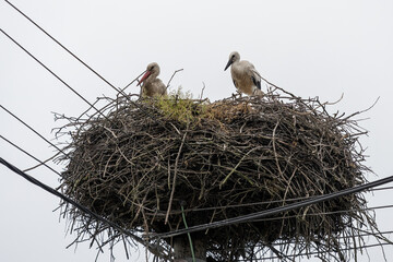 Baby white stork bird on the nest.