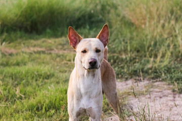 Dog brown color standing wait for my father comeback looking happy.Dog looking at camera from dog from Thailand.