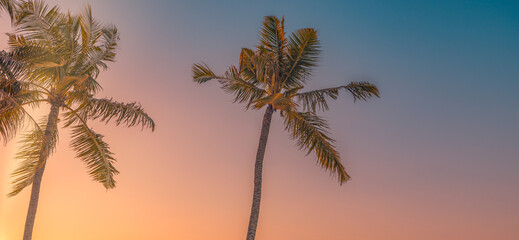 Fototapeta na wymiar Artistic minimal nature view, sky and coconut palm tree with vintage effect. Relaxing serenity, dream fantasy colors, panoramic nature wallpaper. Tropical summer island skyline beach, beauty in nature
