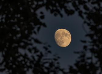The moon among the leaves of the trees.