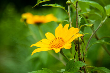 Flowers Hillside Sri Lanka