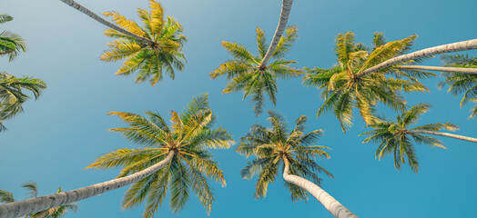Fototapeta premium Tropical palm trees under blue sky, soft pastel colors and sunshine on sunny day. Peaceful bright relaxation, meditation, summer vibes mood. Best panoramic nature banner. Inspire beach lush foliage
