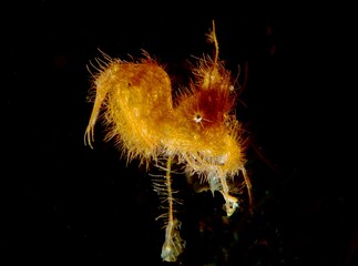 Closeup shot of a Hairy Shrimp  on black background