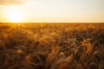 Sunset wheat golden field in the evening. Growth nature harvest. Agriculture farm.