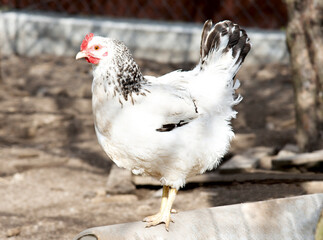 A white hen is standing in the barnyard. Close-up