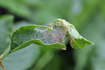 Nest of young caterpillars of Yponomeuta or formerly Hyponomeuta malinellus the apple ermine on an...