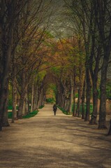 Lonely person walking on a picturesque footpath through a lush park surrounded by tall trees