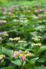 紫陽花