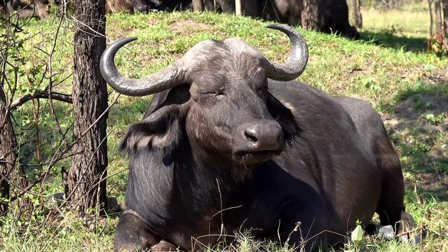 Closeup video of a black African buffalo sitting in the field and eating grass